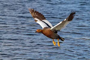 Beak Prints: Adult female magellan goose in flight over water in Falkland Islands