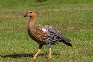 Feathers Prints: Adult female Magellan goose walks on grass in a natural setting in the Falkland Islands with a unique appearance