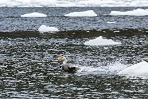 Duck Prints: Adult female Magellanic flightless steamer-duck (Tachyeres pteneres)