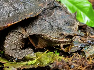 Wetlands Prints: Adult female Mata Mata resting on the forest floor near the Maraon River in Peru