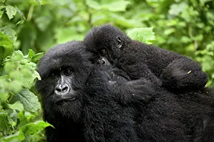 Togetherness Prints: Adult female mountain gorilla