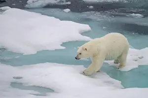 Coastal Area Prints: Adult female polar bear (Ursus maritimus) walking on multi-year ice floes in Franz Josef Land
