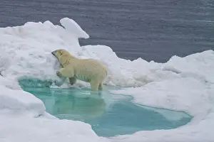 Wildlife Conservation Prints: Adult female polar bear (Ursus maritimus) walking on multi-year ice floes in Franz Josef Land