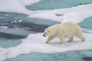 Carnivore Prints: Adult female polar bear (Ursus maritimus) walking on multi-year ice floes in Franz Josef Land