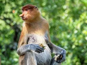 Adults Prints: Adult female proboscis monkey feeding on food at Labuk Bay Proboscis Monkey Sanctuary in Sabah