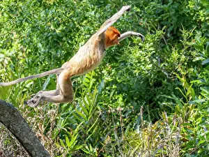 Sabah Prints: Adult female proboscis monkey leaping above greenery in Sabah Malaysia