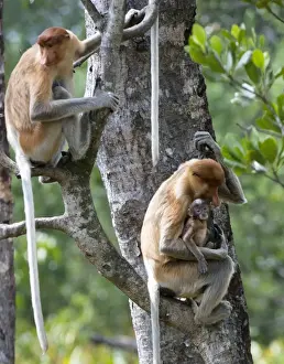 Borneo Prints: Adult female proboscis monkey (Nasalis larvatus) with new born baby with a distinctive blue tinged face
