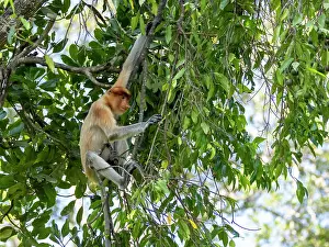 Sabah Prints: Adult female proboscis monkey resting on a branch in Labuk Bay Monkey Sanctuary located in Sabah