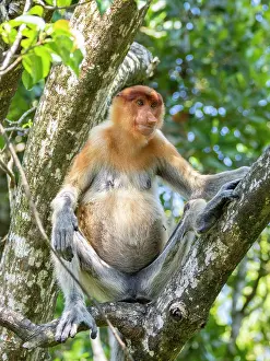 Sabah Prints: Adult female proboscis monkey sitting on tree branch at Labuk Bay Proboscis Monkey Sanctuary in Sabah