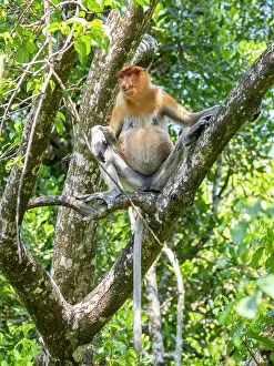 Sabah Prints: Adult female proboscis monkey sitting on a tree branch in Malaysia's sanctuary during daylight hours in a natural