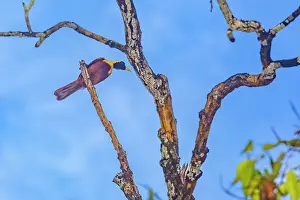 Tropical Climate Prints: An adult female red bird-of-paradise (Paradisaea rubra)