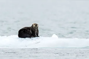 Icebergs Prints: Adult female sea otter (Enhydra lutris), hauled out on ice in Glacier Bay National Park