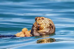 Wildlife Conservation Prints: Adult female sea otter (Enhydra lutris kenyoni) eating urchins she has gathered off the sea floor in Inian Pass