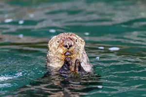 Invertebrates Prints: Adult female sea otter (Enhydra lutris kenyoni) eating urchins she has gathered off the sea floor in Inian Pass