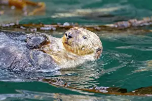 Ocean Exploration Prints: Adult female sea otter (Enhydra lutris kenyoni) swimming in Inian Pass