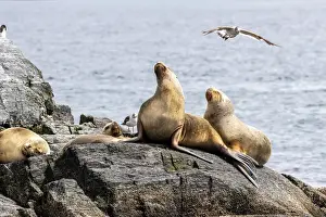Spread Wings Prints: Adult female South American sea lions (Otaria flavescens