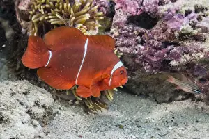 Anemonefish Prints: An adult female spinecheek anemonefish (Premnas biaculeatus)