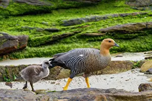 Feathered Prints: Adult female upland goose (Chloephaga picta) with goslings on Carcass Island in the Falkland Islands