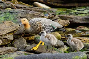 Shorebirds Prints: Adult female upland goose (Chloephaga picta) with goslings on Carcass Island in the Falkland Islands