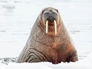 Tusk Gallery: Adult female walrus (Odobenus rosmarus) swimming near ice floes near Storoya, Svalbard, Norway