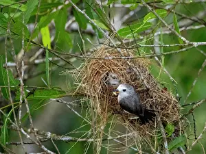 Amazon Prints: Adult female white-headed marsh tyrant