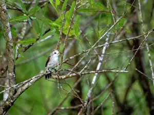 Avifauna Prints: Adult female white-headed marsh tyrant