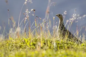 Lagopus Lagopus Prints: An adult female willow ptarmigan (Lagopus lagopus) in summer plumage on the Snaefellsnes Peninsula