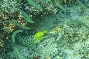 Tropical Climate Prints: An adult fimbriated moray eel (Gymnothorax fimbriatus)