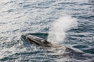 Spraying Prints: Adult fin whale (Balaenoptera physalus)