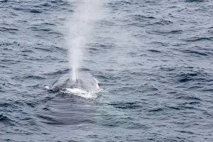 Adult fin whale (Balaenoptera physalus) surfacing near Gosbergkilen, Spitsbergen, Svalbard, Norway, Scandinavia, Europe