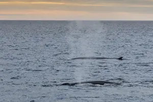Whale Prints: Adult fin whales (Balaenoptera physalus) surfacing off the west coast of Spitsbergen