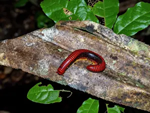 Entomology Prints: Adult fire millipede Genus Aphistogoniulus rests on a limb in Madagascar's forest during the night