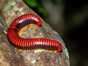 Invertebrates Prints: Adult fire millipede on a limb in Andasibe Madagascar displaying its bright colors