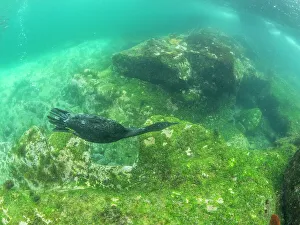 Cormorant Prints: Adult flightless cormorant (Nannopterum harris)