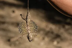 Lizard Prints: An adult flying dragon (Draco spp)