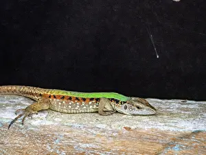 Awareness Prints: An adult forest whiptail, Kentropyx pelviceps