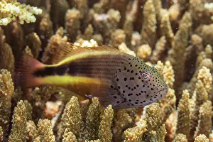 Bangka Island Prints: An adult freckled hawkfish (Paracirrhites forsteri)