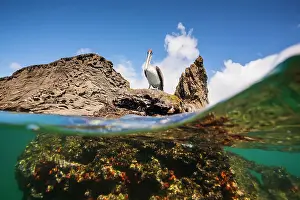 Ecological Diversity Prints: Adult Galapagos brown pelican (Pelecanus occidentalis urinator) in the Galapagos Island Archipelago