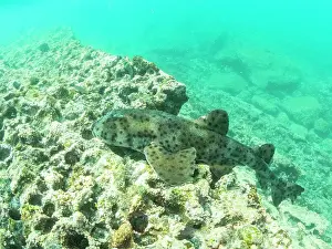 An adult Galapagos bullhead shark (Heterodontus quoyi), Buccaneer Cove, Santiago Island, Galapagos Islands, UNESCO World Heritage Site, Ecuador, South America