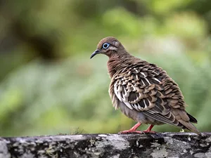 Ecuador Gallery: An adult Galapagos dove (Zenaida galapagoensis) in the highlands of Santa Cruz Island