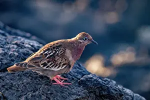 Shorebird Prints: An adult Galapagos dove (Zenaida galapagoensis) on Espanola Island in the Galapagos Island Archipelago