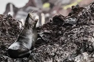 Adult Galapagos fur seal (Arctocephalus galapagoensis), hauled out on Santiago Island