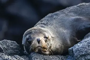 Lying On Front Prints: Adult Galapagos fur seal (Arctocephalus galapagoensis), hauled out on Santiago Island