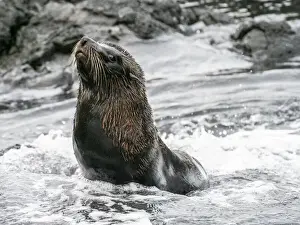 An adult Galapagos fur seal (Arctocephalus galapagoensis), Santiago Island, Galapagos
