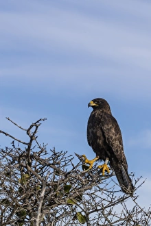 Looking Away Gallery: Adult Galapagos hawk (Buteo galapagoensis), Fernandina Island, Galapagos, Ecuador
