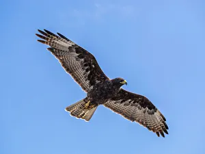 Adult Galapagos hawk (Buteo galapagoensis), on Fernandina Island, Galapagos Islands, UNESCO World Heritage Site, Ecuador, South America