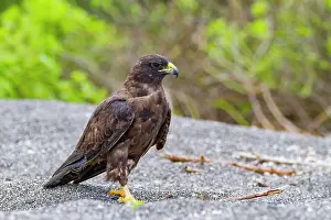 Animal Kingdom Prints: Adult Galapagos hawk (Buteo galapagoensis) in the Galapagos Island Archipelago