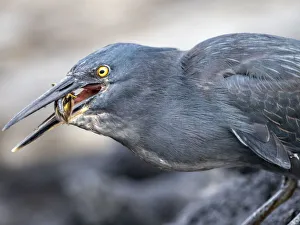 Ecuador Gallery: An adult Galapagos heron (Butorides sundevalli) with a locust, Puerto Egas