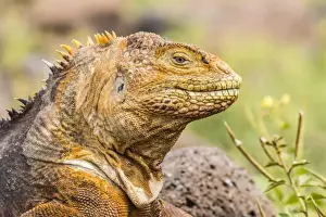 Headshot Prints: An adult Galapagos land iguana (Conolophus subcristatus)