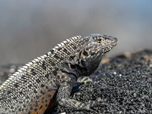 Ecuador Gallery: An adult Galapagos lava lizard (Microlophus albemarlensis), North Seymour Island